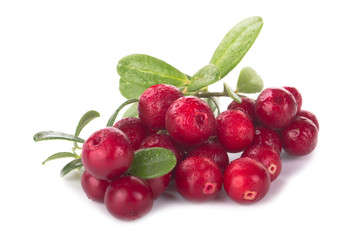 Cowberry Lingonberry (Vaccinium vitis-idaea) isolated on white background