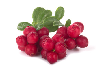 Cowberry Lingonberry (Vaccinium vitis-idaea) isolated on white background