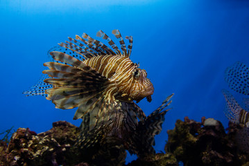 Naklejka na ściany i meble zebrafish swimming among corals on a blue background