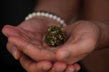 dry medical cannabis marijuana hand