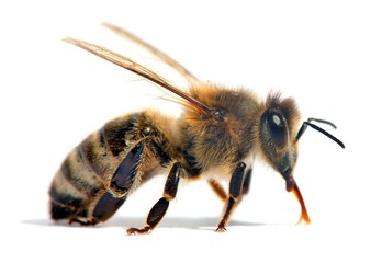 bee or honeybee or honey bee isolated on the white