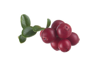 Cowberry Lingonberry (Vaccinium vitis-idaea) isolated on white background