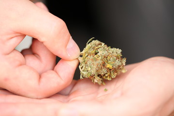 dry medical cannabis marijuana hand