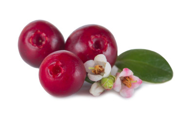 cowberries with flowers isolated on white background