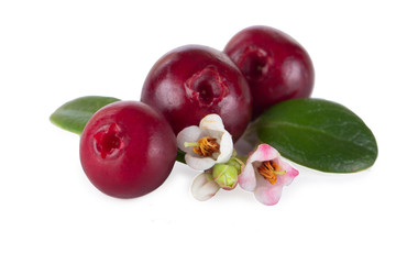 cowberries with flowers isolated on white background