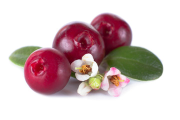 cowberries with flowers isolated on white background