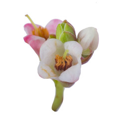 flowers of cowberries isolated on white background