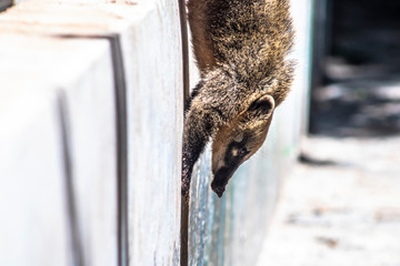 South American Coati, Nasua nasua on park in Brazil