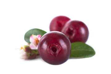 cowberries with flowers isolated on white background