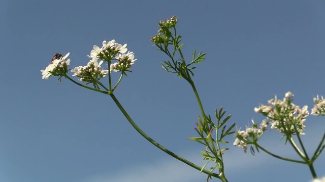 PARDAL