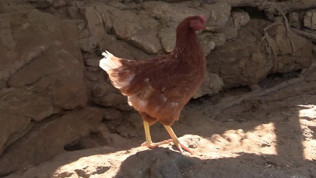 PARDAL