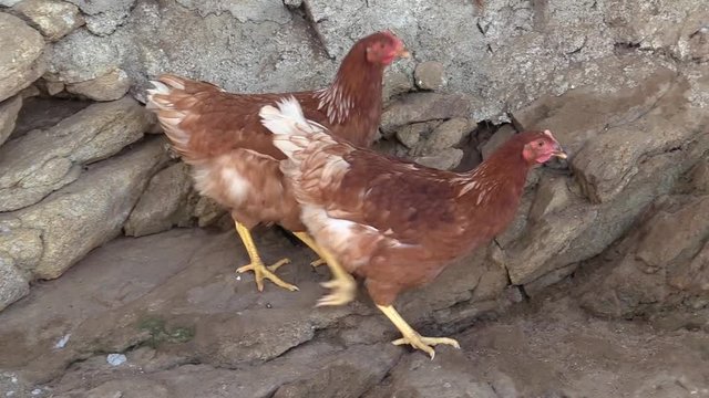 PARDAL