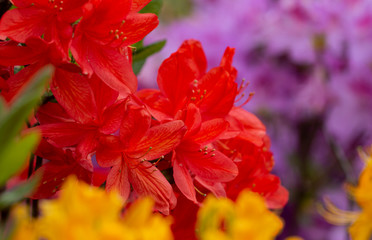 flowers rhododendron red yellow and purple in the garden