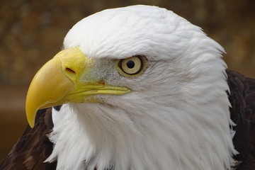 Beautiful bald eagle at the zoo