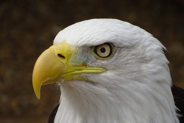 Beautiful bald eagle at the zoo