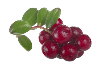 Cowberry Lingonberry (Vaccinium vitis-idaea) isolated on white background