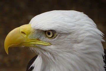 Beautiful bald eagle at the zoo