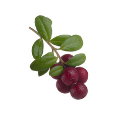 Cowberry Lingonberry (Vaccinium vitis-idaea) isolated on white background