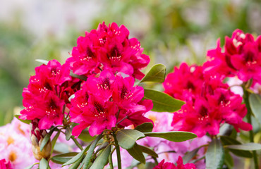 red rhododendron flowers in the garden