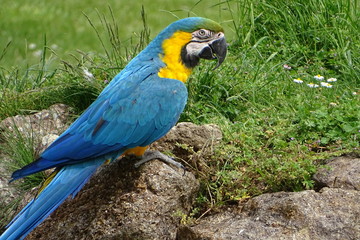 Beautiful blue and yellow macaws at the zoo