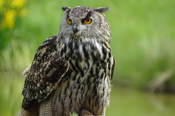 European eagle owl during a display at the zoo