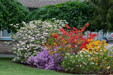 colorful bushes flowers rhododendron in the garden