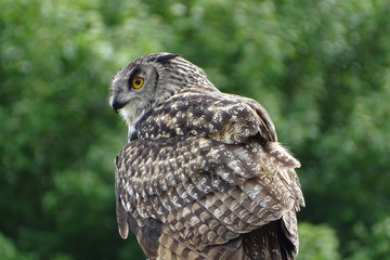 European eagle owl during a display at the zoo