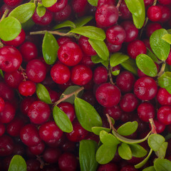 fresh red cowberries with green leaves  background