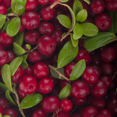 fresh red cowberries with green leaves  background