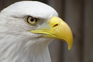 Beautiful bald eagle at the zoo