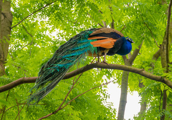 A beautiful peacock parked on a branch.