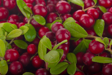 fresh red cowberries with green leaves  background