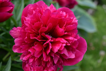 Close-up of bright blooming pink peony on the flower bed in the garden
