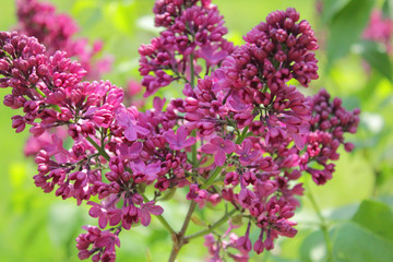 Цветы, сирень