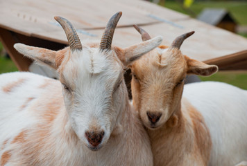 Two goat faces on vacation