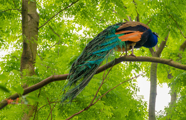 Fototapeta premium A beautiful peacock parked on a branch.