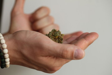 Naklejka na ściany i meble dry medical cannabis marijuana hand