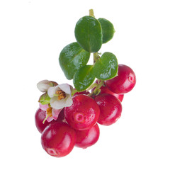 Cowberry Lingonberry (Vaccinium vitis-idaea) isolated on white background