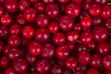 fresh red cowberries background