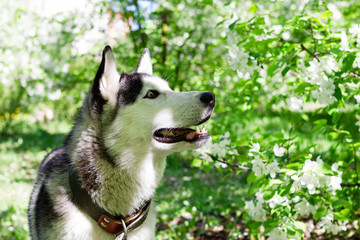 Adorable grey and white Husky dog in a garden with blossom white flowers of apple tree.
