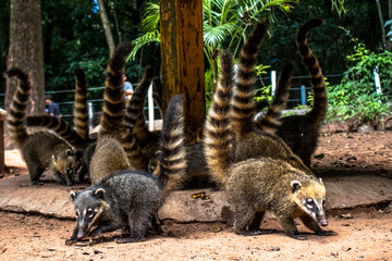 South American Coati, Nasua nasua on park in Brazil
