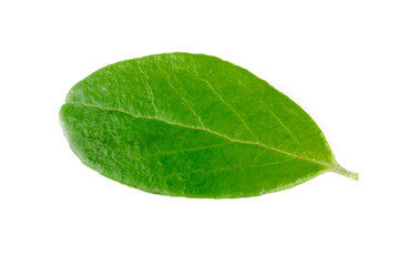 Fototapeta na wymiar single fresh green leaf of cowberry isolated on white background