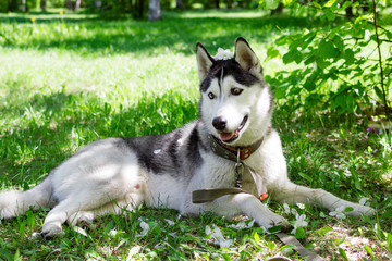 Funny grey and white Husky dog on a grass in a park on a sunny day.
