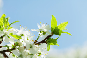 Apple blossom spring tree