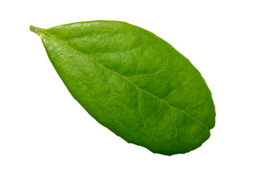 Fototapeta na wymiar single fresh green leaf of cowberry isolated on white background