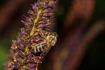 Honey Bee Natural Pollination. Organic Beekeeping. Bee on Flower in Wildlife Gathering Pollen. Busy Honeybee Closeup Macro on Purple Petal Blossom. Apiculture Worker Insect. Outdoors.