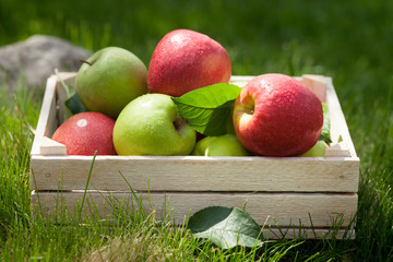 Fresh garden green and red apples in box