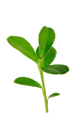 Obraz premium branch with green leaves of cowberry isolated on white