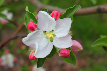 Fototapeta na wymiar Цветок яблони