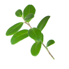 branch with green leaves of cowberry isolated on white